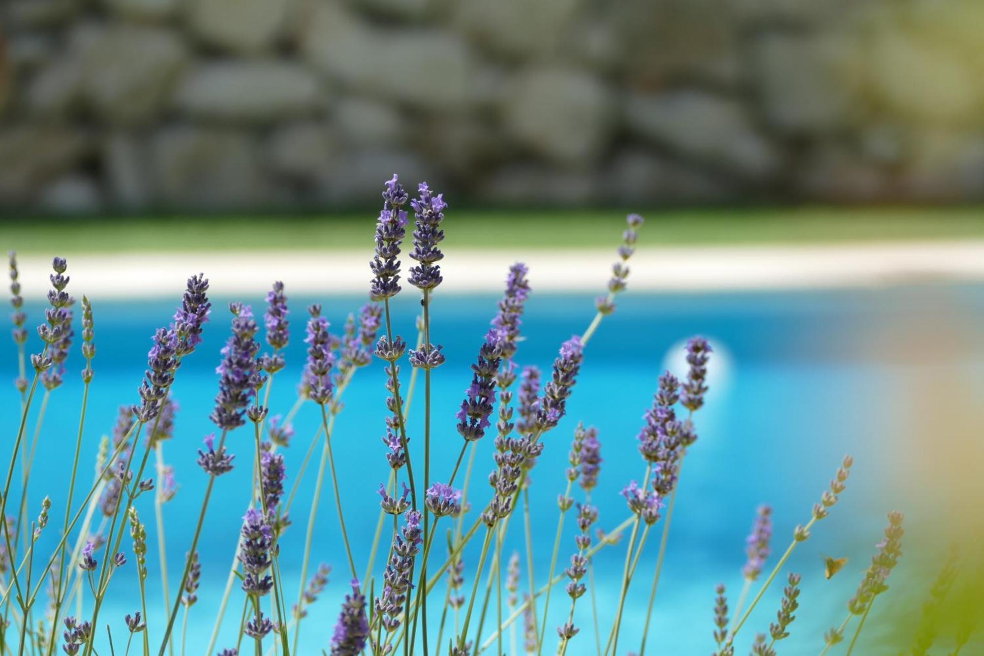 Kalpic Suites & Villa Lozovac Εξωτερικό φωτογραφία